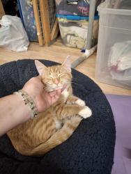 Found/Stray Female Cat last seen Dirt roads, I can't really think of any major landmarks but we live by/ near/ in the Carlos Avery wildlife protection zone, Columbus, MN 55025