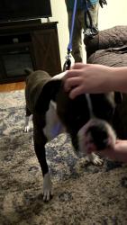 Found/Stray Male Dog last seen meridian road and yelm highway, Olympia, WA 98513