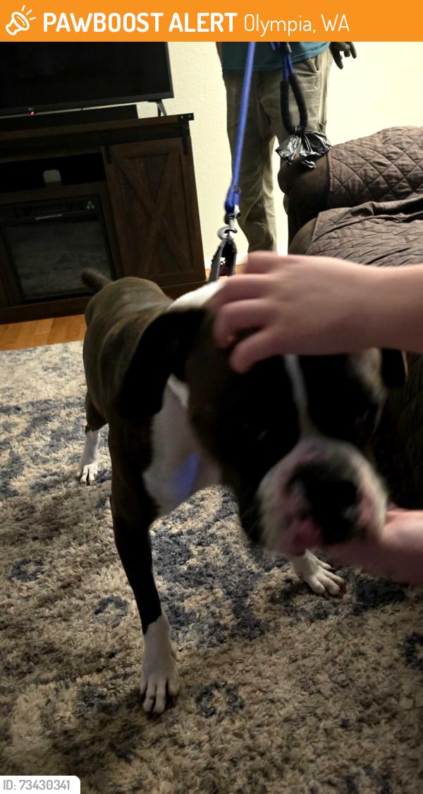 Found/Stray Male Dog last seen meridian road and yelm highway, Olympia, WA 98513