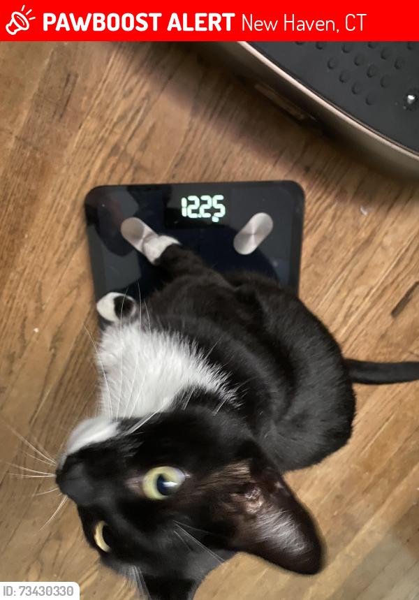 Lost Male Cat last seen Spring street, New Haven, CT 06519