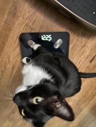 Lost Male Cat last seen Spring street, New Haven, CT 06519