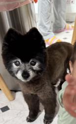 Lost Male Dog last seen Paloma dr, Arcadia, CA 91007