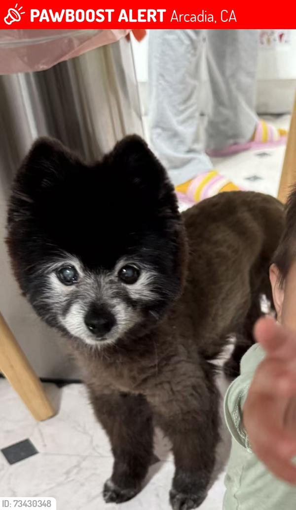 Lost Male Dog last seen Paloma dr, Arcadia, CA 91007