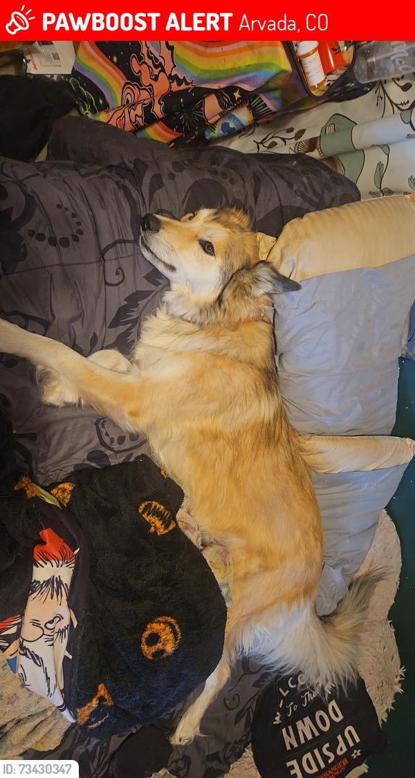 Lost Female Dog last seen 72nd simms next to 7/11, Arvada, CO 80005
