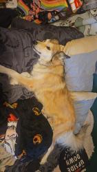 Lost Female Dog last seen 72nd simms next to 7/11, Arvada, CO 80005