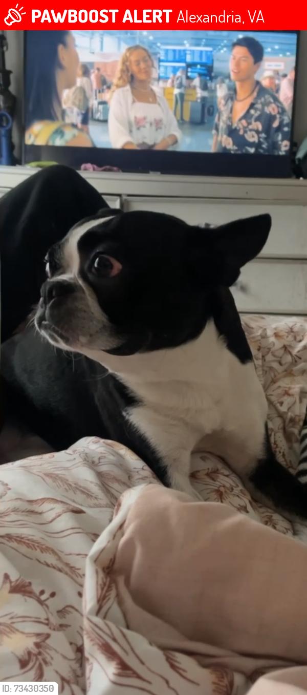 Lost Male Dog last seen Sherwood Hall, Alexandria, VA 22306