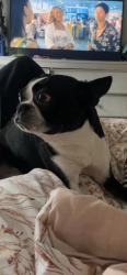 Lost Male Dog last seen Sherwood Hall, Alexandria, VA 22306