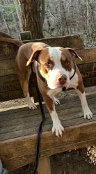 Lost Male Dog last seen Near west park call 7864366870, Miramar, FL 33023