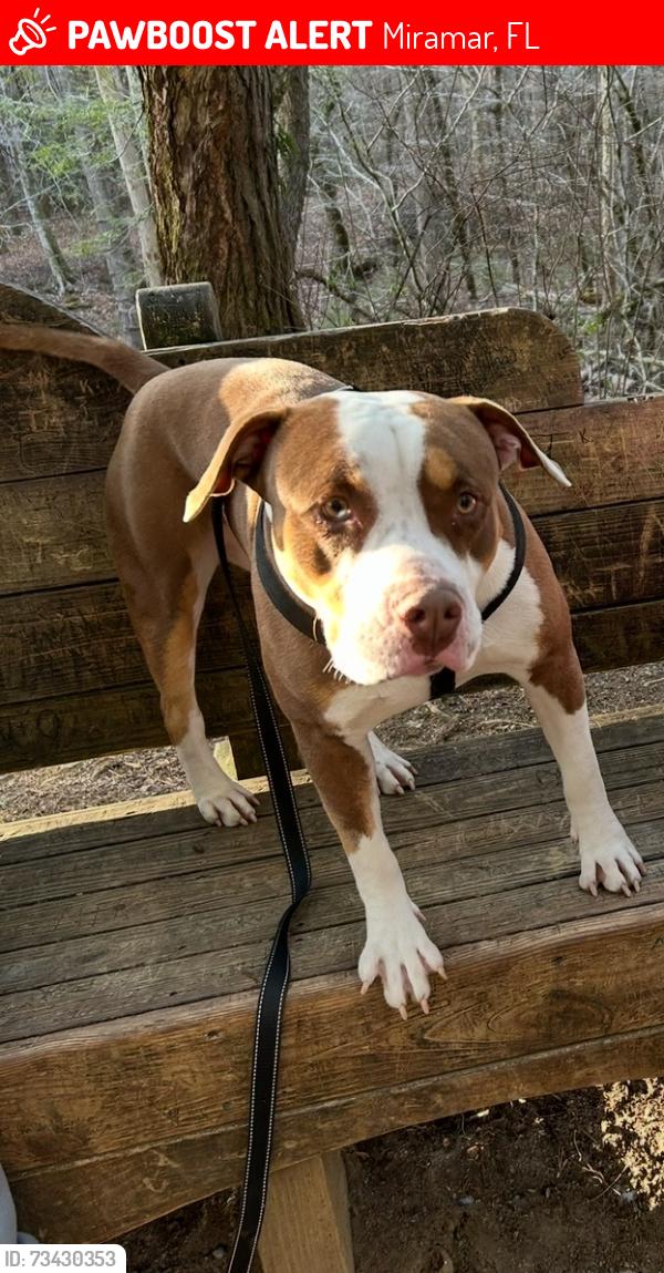 Lost Male Dog last seen Near west park call 7864366870, Miramar, FL 33023