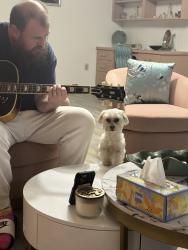 Reunited Female Dog last seen Spriggs Rd, North Little Rock, AR, USA, North Little Rock, AR 72116