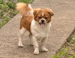 Reunited Male Dog last seen 120th street South Ozone Park, Queens, NY 11420
