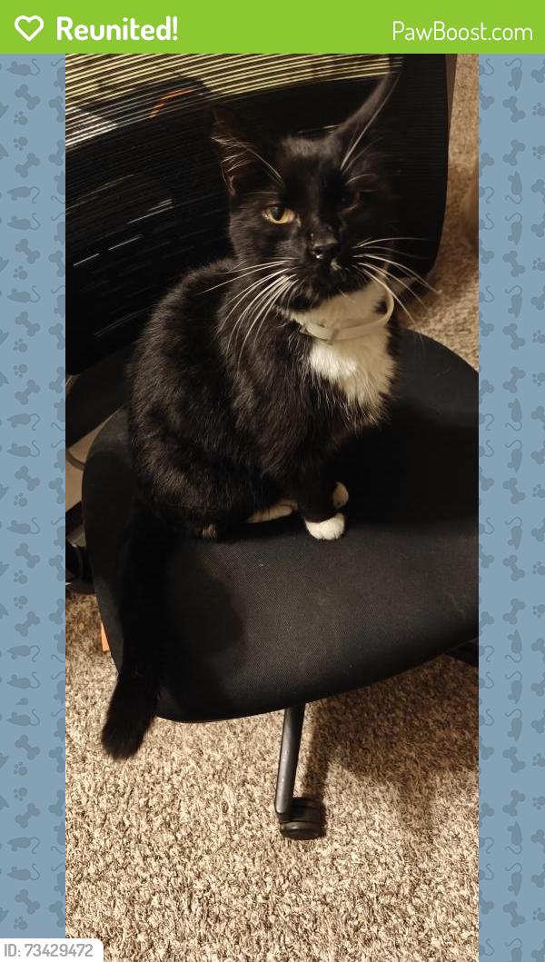 Reunited Female Cat last seen Alcovy Shoals Bluff, Lawrenceville, GA 30045