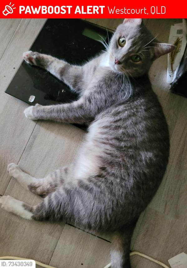 Lost Male Cat last seen Tills st, Westcourt, QLD 4870