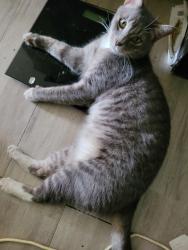 Lost Male Cat last seen Tills st, Westcourt, QLD 4870