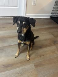 Lost Male Dog last seen Morganton, Fayetteville, NC 28303