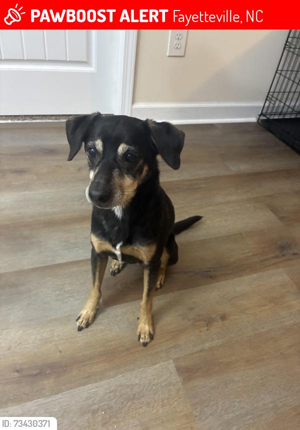 Lost Male Dog last seen Morganton, Fayetteville, NC 28303