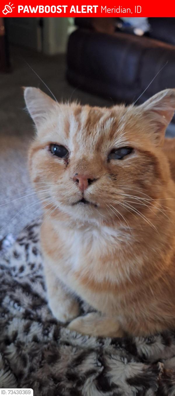 Lost Female Cat last seen Washakie St and Legacy Commons, Meridian, ID 83646