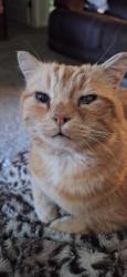 Lost Female Cat last seen Washakie St and Legacy Commons, Meridian, ID 83646