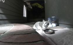 Found/Stray Unknown Cat last seen North Ranch, Westlake Village, CA 91362