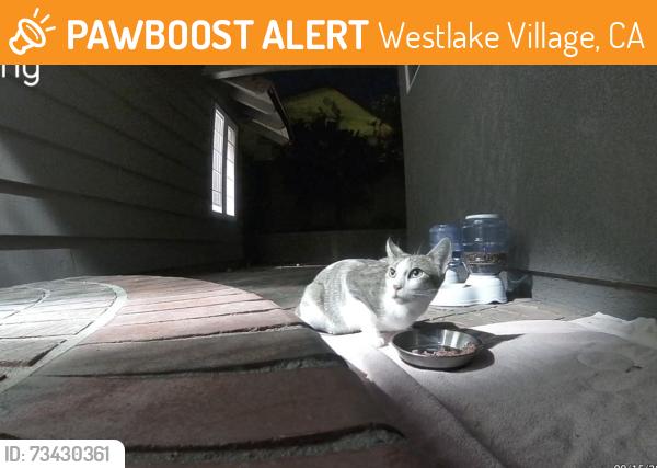 Found/Stray Unknown Cat last seen North Ranch, Westlake Village, CA 91362