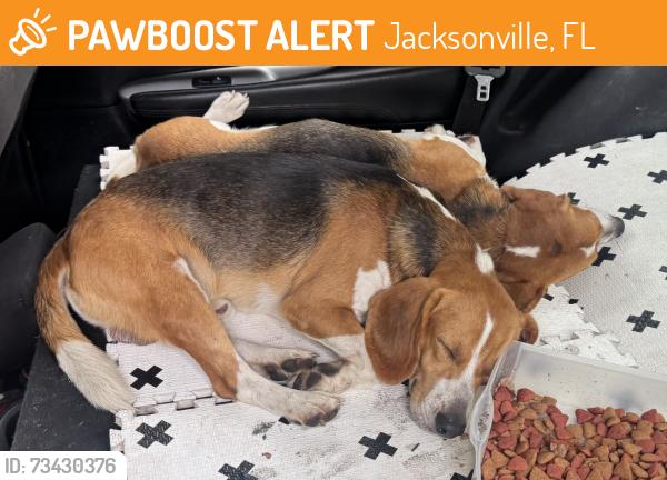 Found/Stray Male Dog last seen Chaffee rd, Jacksonville, FL 32220