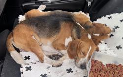 Found/Stray Male Dog last seen Chaffee rd, Jacksonville, FL 32220