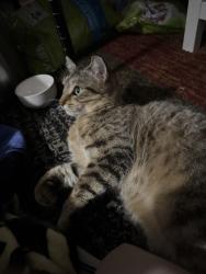 Lost Female Cat last seen Mount Castle Drive, near Longmeade, Farmers Branch, TX 75234
