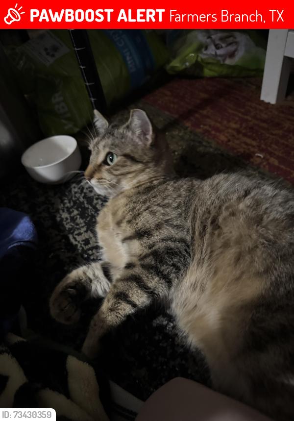Lost Female Cat last seen Mount Castle Drive, near Longmeade, Farmers Branch, TX 75234