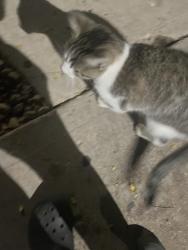 Found/Stray Unknown Cat last seen Landon Park apmts, Aurora, CO 80012