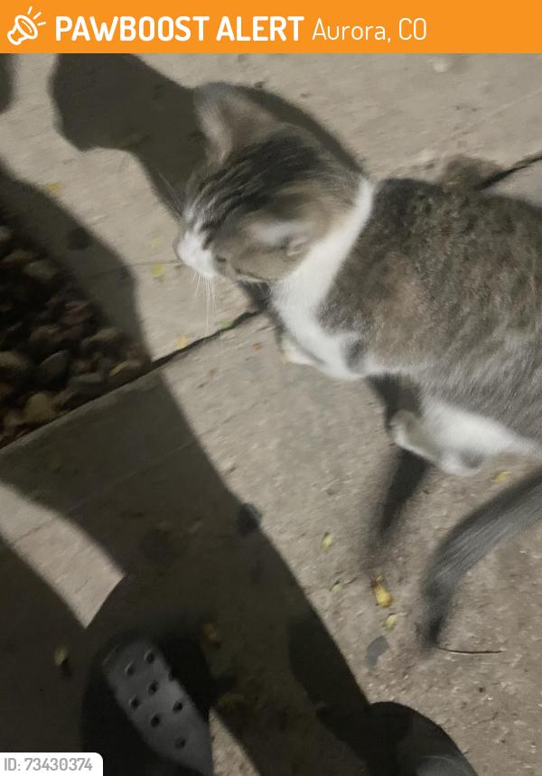 Found/Stray Unknown Cat last seen Landon Park apmts, Aurora, CO 80012