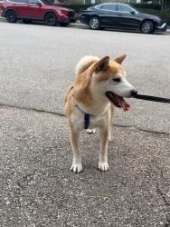 Lost Male Dog last seen Chatham Forest Neighborhood Pittsboro, Pittsboro, NC 27312