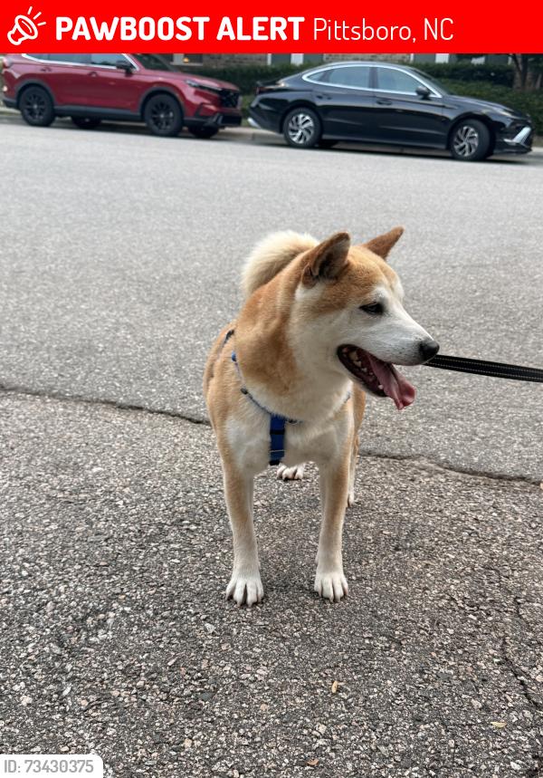 Lost Male Dog last seen Chatham Forest Neighborhood Pittsboro, Pittsboro, NC 27312