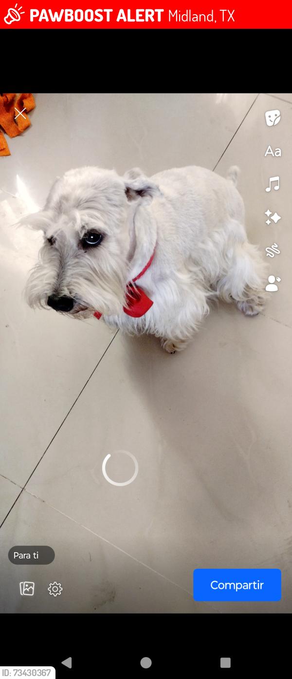 Lost Male Dog last seen Midland, Midland, TX 79707
