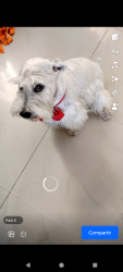 Lost Male Dog last seen Midland, Midland, TX 79707