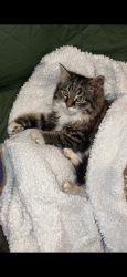 Lost Male Cat last seen Riverside avenue, Medford, OR 97501