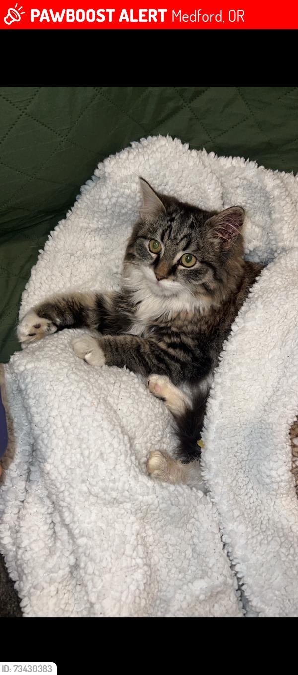 Lost Male Cat last seen Riverside avenue, Medford, OR 97501