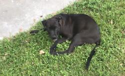 Lost Male Dog last seen Westside Jax, Hyde Park Circle, Jacksonville, FL 32210