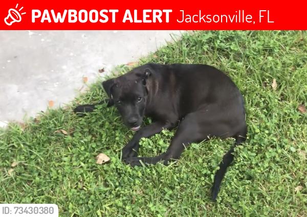 Lost Male Dog last seen Westside Jax, Hyde Park Circle, Jacksonville, FL 32210