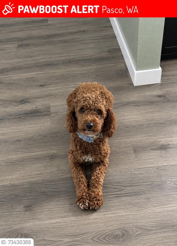 Lost Female Dog last seen court st, Pasco, WA 99301