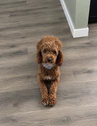 Lost Female Dog last seen court st, Pasco, WA 99301