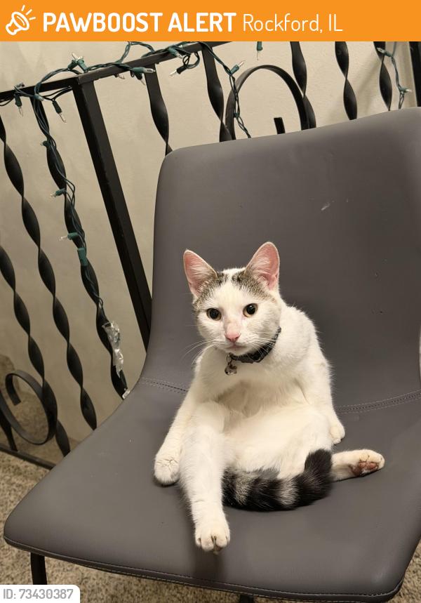 Found/Stray Female Cat last seen Hunter Ave & 2nd Ave, Rockford, IL 61108