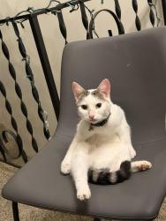 Found/Stray Female Cat last seen Hunter Ave & 2nd Ave, Rockford, IL 61108