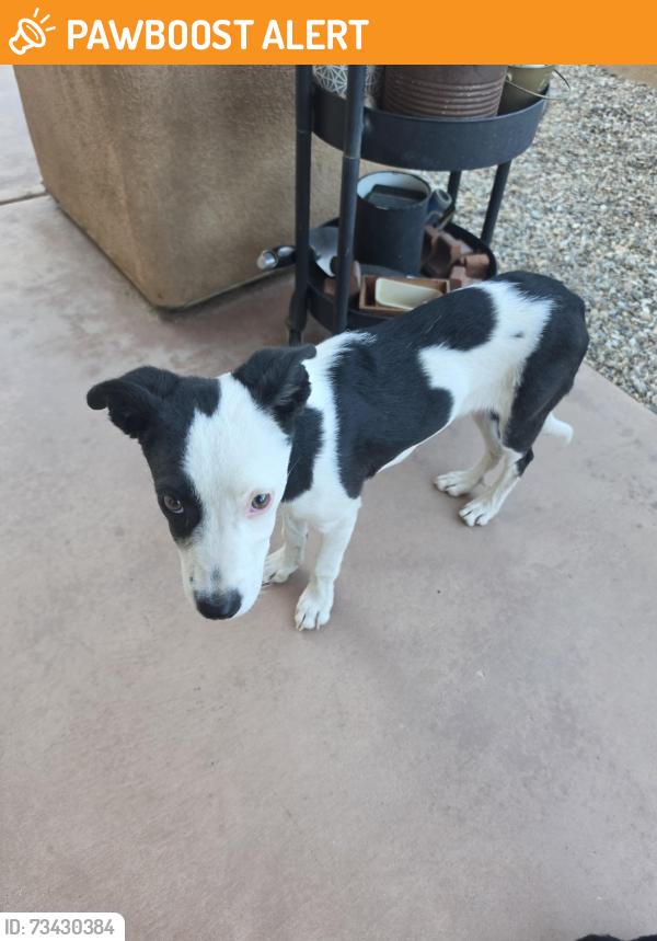 Found/Stray Female Dog last seen Valencia, Desert Hot Springs, CA 92240
