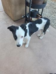 Found/Stray Female Dog last seen Valencia, Desert Hot Springs, CA 92240