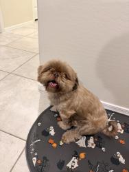 Reunited Female Dog last seen Near Jasinski elementary, Buckeye, AZ 85326