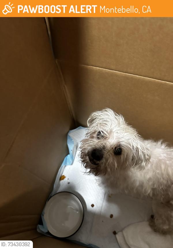 Found/Stray Male Dog last seen Beverly, Montebello, CA 90640