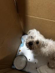 Found/Stray Male Dog last seen Beverly, Montebello, CA 90640