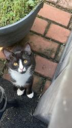 Lost Female Cat last seen West lane street, Brooklet, GA 30415