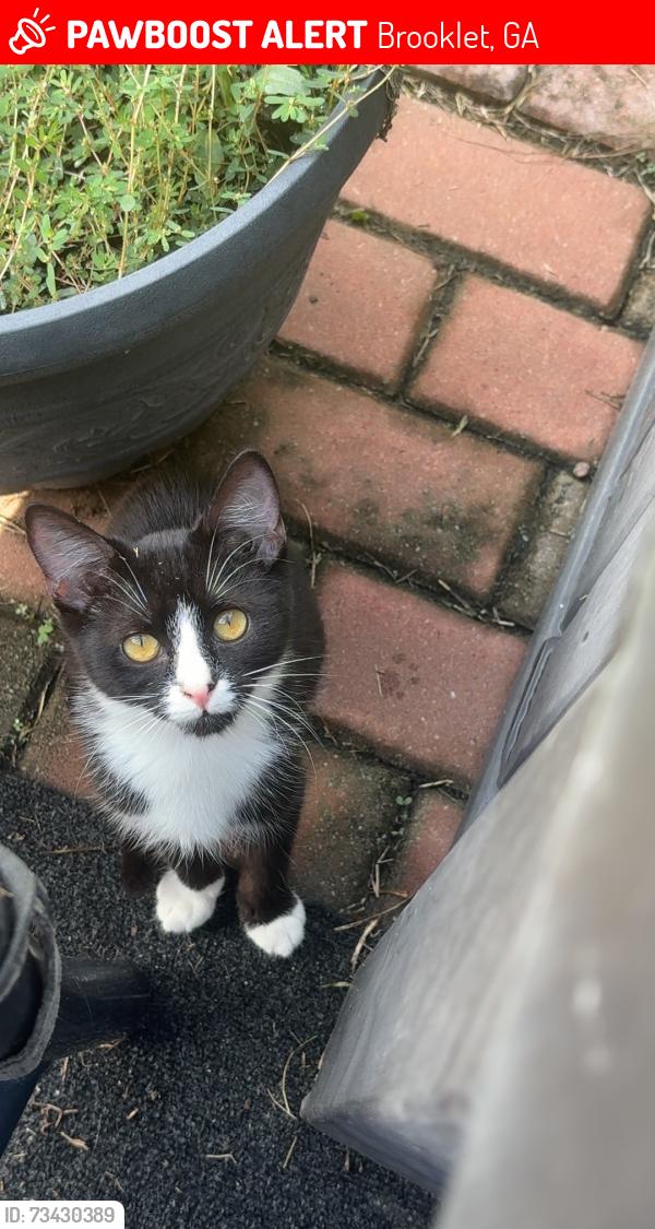 Lost Female Cat last seen West lane street, Brooklet, GA 30415