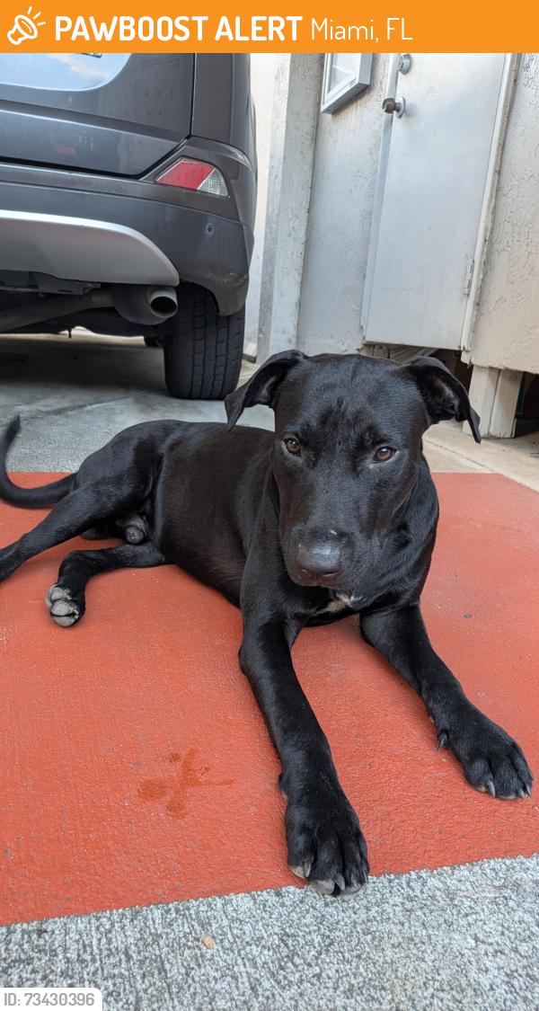 Found/Stray Male Dog last seen Walgreens on sw 13th street miami 33129, Miami, FL 33129